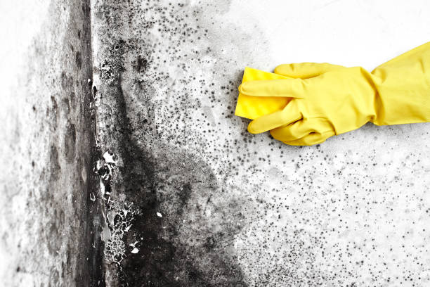 Best Biohazard Mold Removal  in Colfax, IL