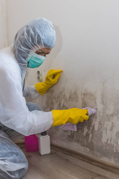 Best Forensic Mold Investigation  in Colfax, IL