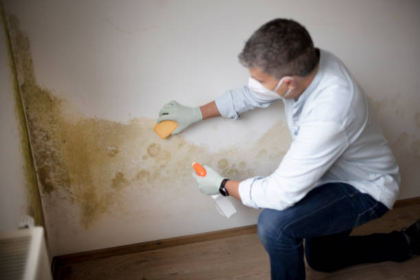 Best Mold Removal for HVAC Installations  in Colfax, IL